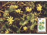 България - карта максимум 1982 - цветя - пролетно жълтурче