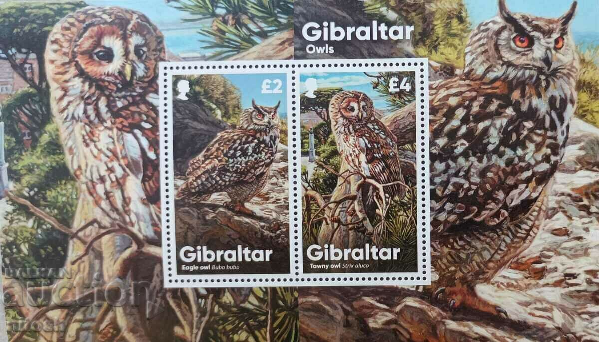 Gibraltar-Owls