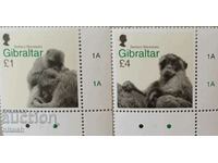 maimuțe din Gibraltar