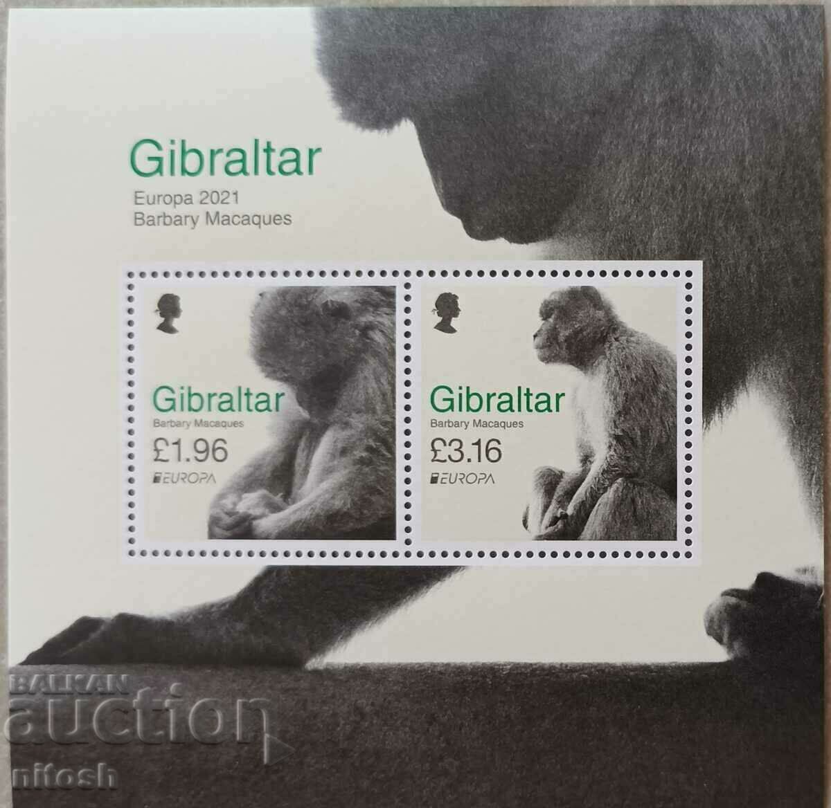Гибралтар - Европа - Маймуни