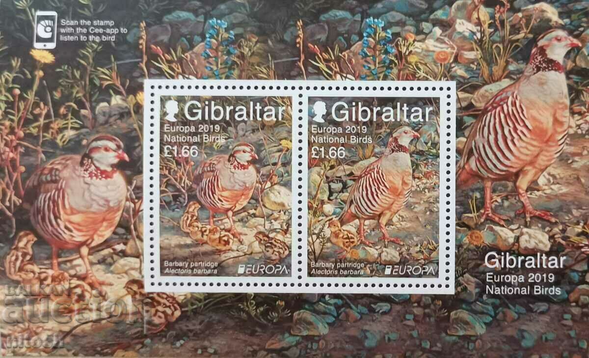 Gibraltar - Europe - birds