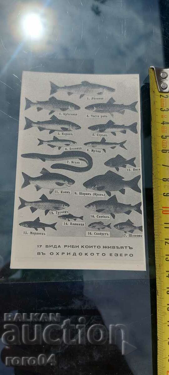 OHRID with price 17.00 BGN | € 8.69 OHRID with price 17.00 BGN | € 8.69