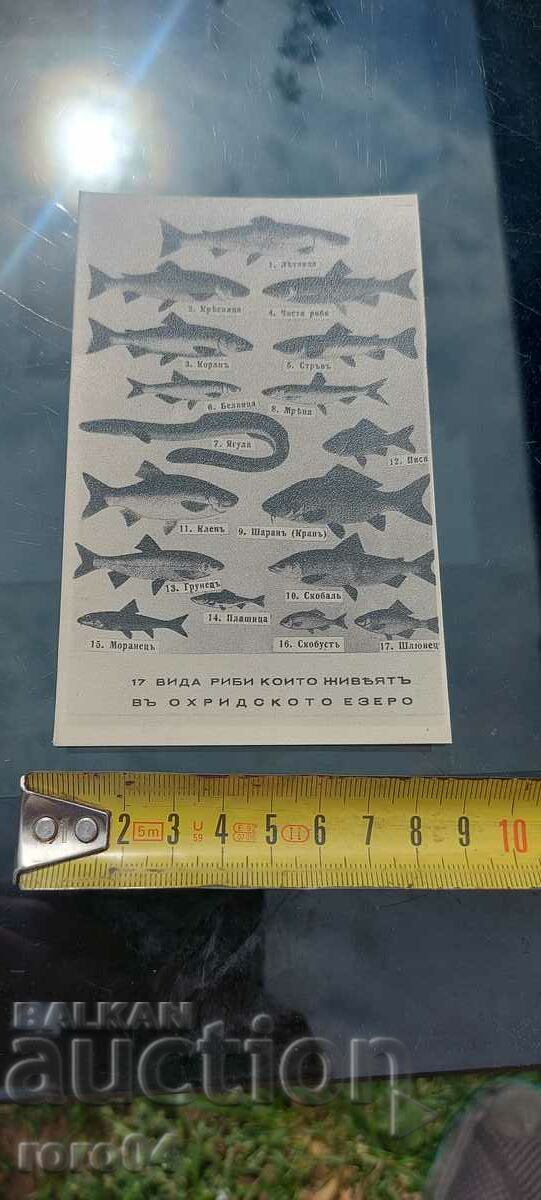 Auction OHRID Auction OHRID