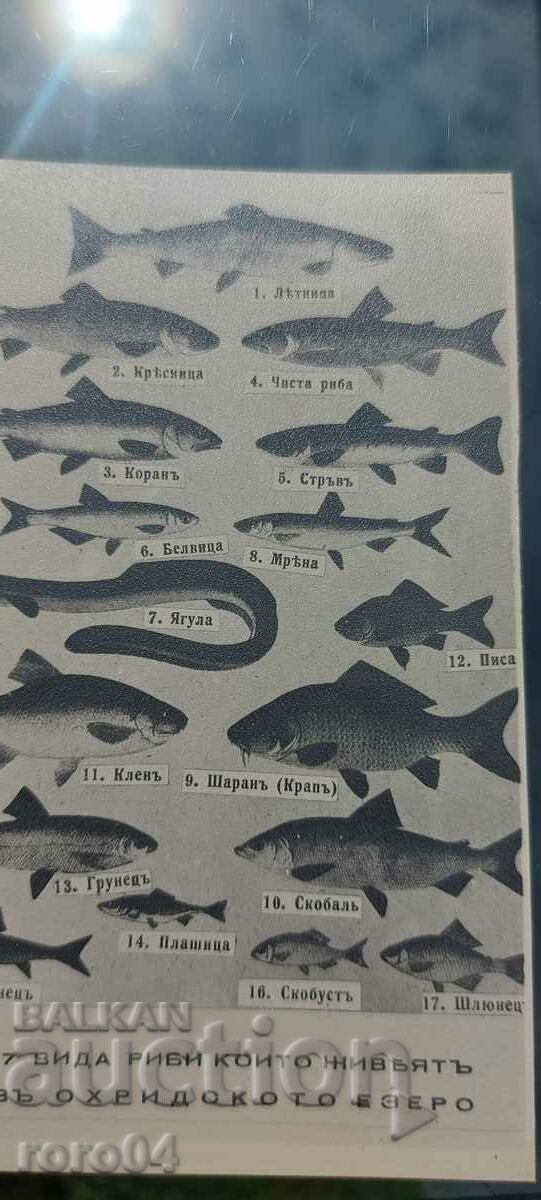 Delivery of OHRID Delivery of OHRID