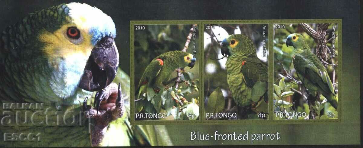 Clean block Parrots 2010 από το Τόνγκο