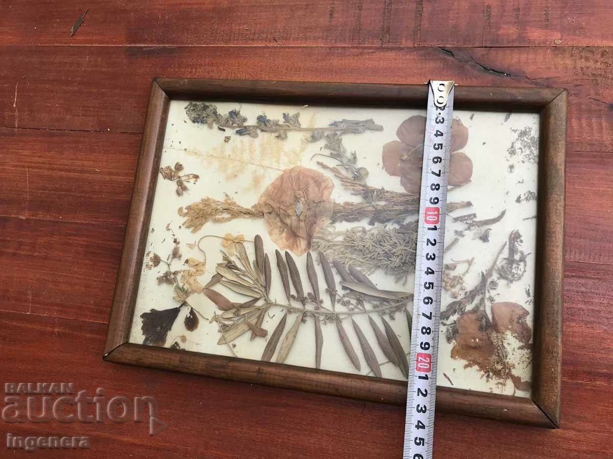 Licitație HERBARIUM DECOR CADRU LEMN STICLA ART