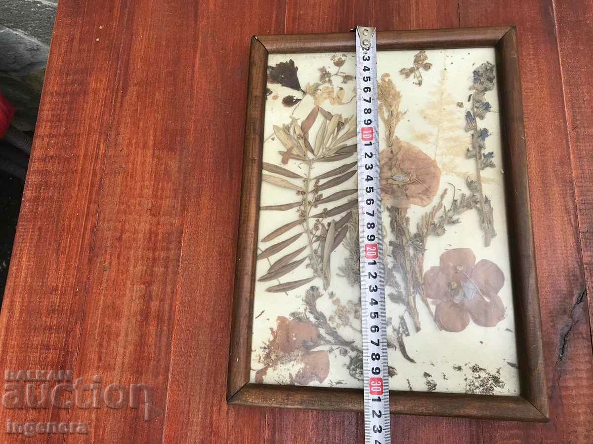 Livrarea HERBARIUM DECOR CADRU LEMN STICLA ART