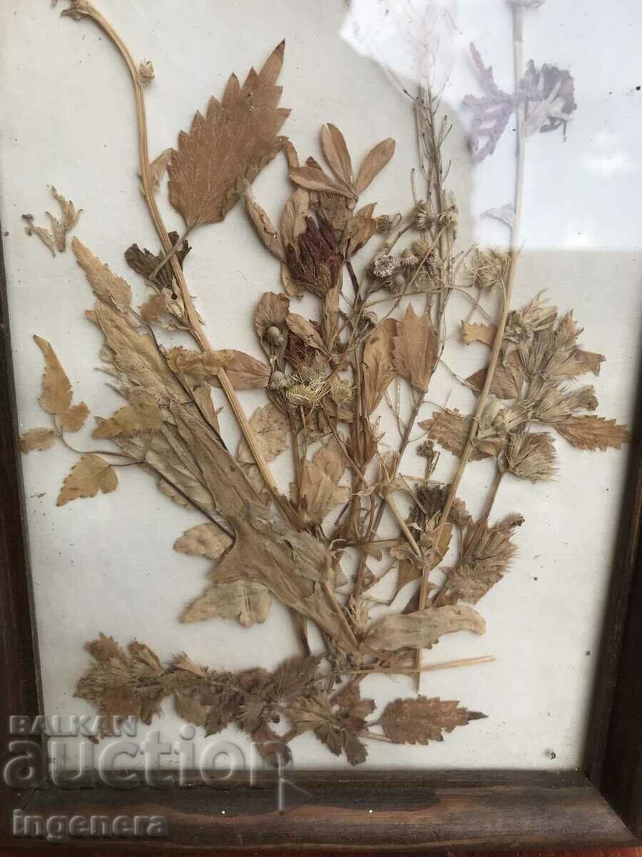 HERBARIUM DECORATION FRAME WOOD GLASS ART with price 14.00 BGN | € 7.16 HERBARIUM DECORATION FRAME WOOD GLASS ART with price 14.00 BGN | € 7.16