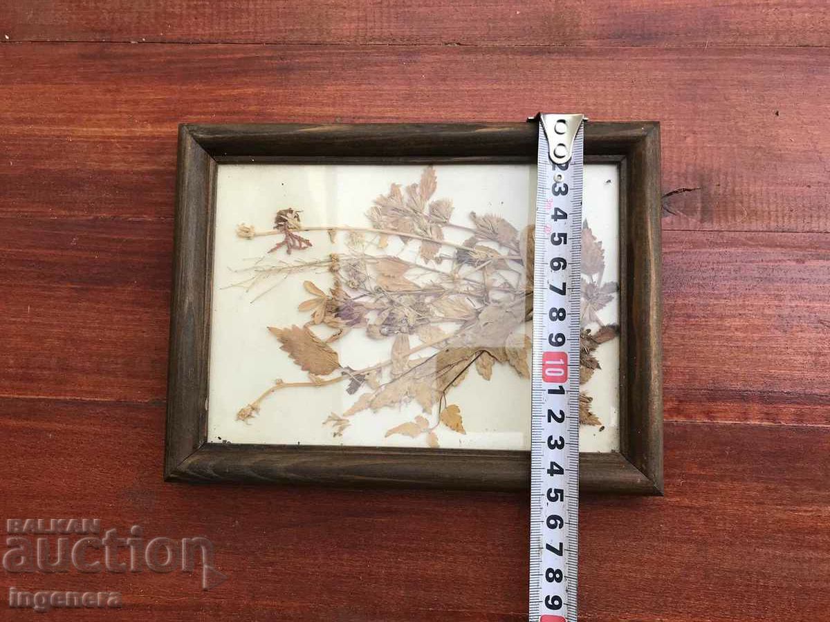 Auction HERBARIUM DECORATION FRAME WOOD GLASS ART Auction HERBARIUM DECORATION FRAME WOOD GLASS ART