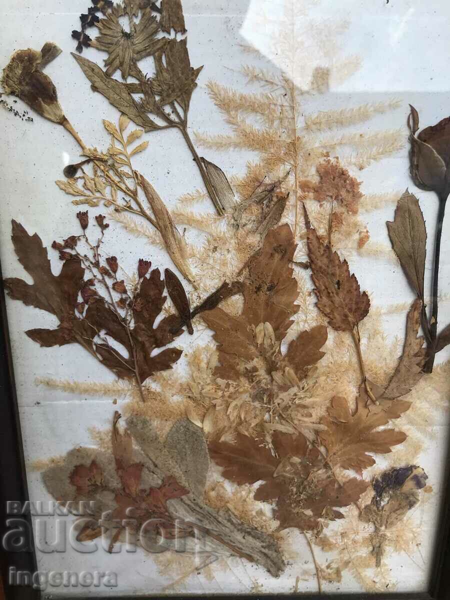 HERBARIUM DECORATION FRAME WOOD GLASS ART with price 19.00 BGN | € 9.71 HERBARIUM DECORATION FRAME WOOD GLASS ART with price 19.00 BGN | € 9.71