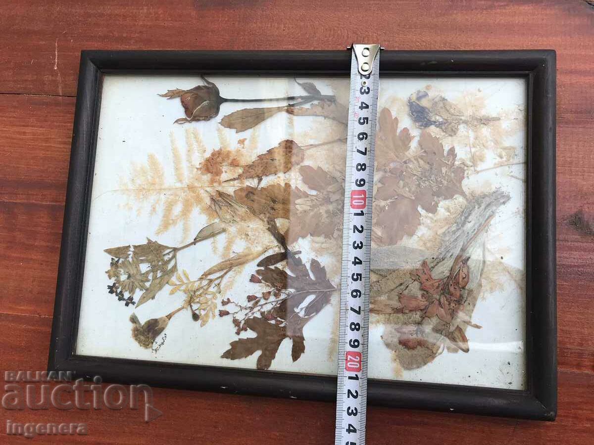 Auction HERBARIUM DECORATION FRAME WOOD GLASS ART Auction HERBARIUM DECORATION FRAME WOOD GLASS ART