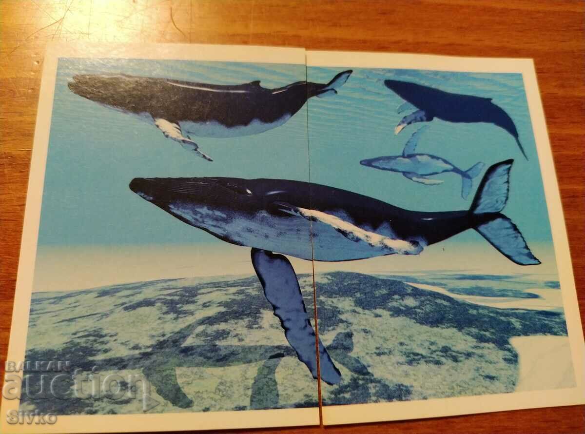 Sticker sharks
