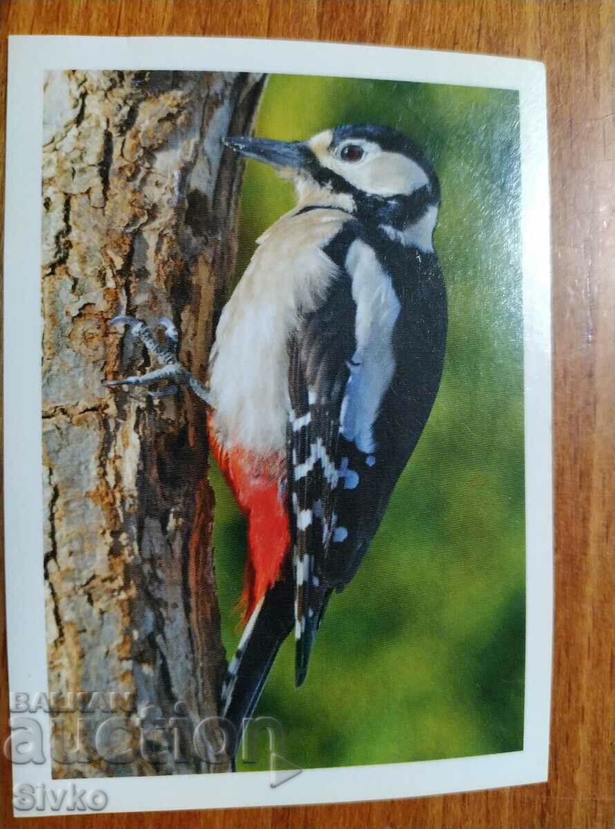 Sticker woodpecker