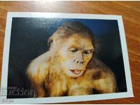 Sticker prehistoric man