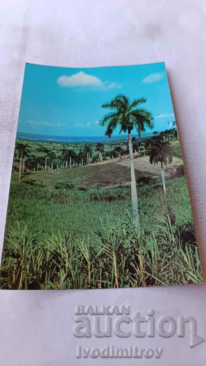 Пощенска картичка Royal Palms