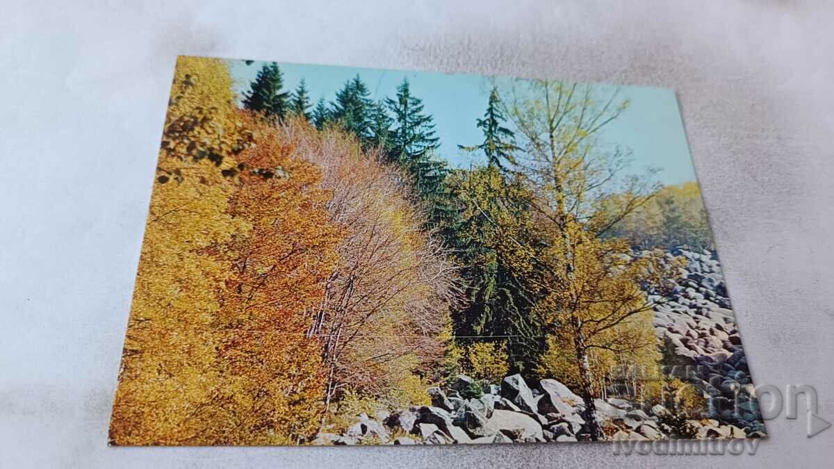 Postcard Vitosha Autumn impression 1980