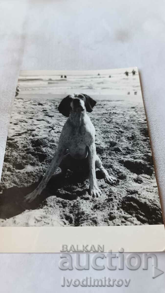Φωτογραφία Κυνηγετικό σκυλί ράτσας στην παραλία