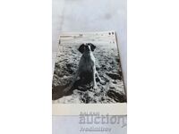 Fotografie Câine de rasă de vânătoare pe plajă