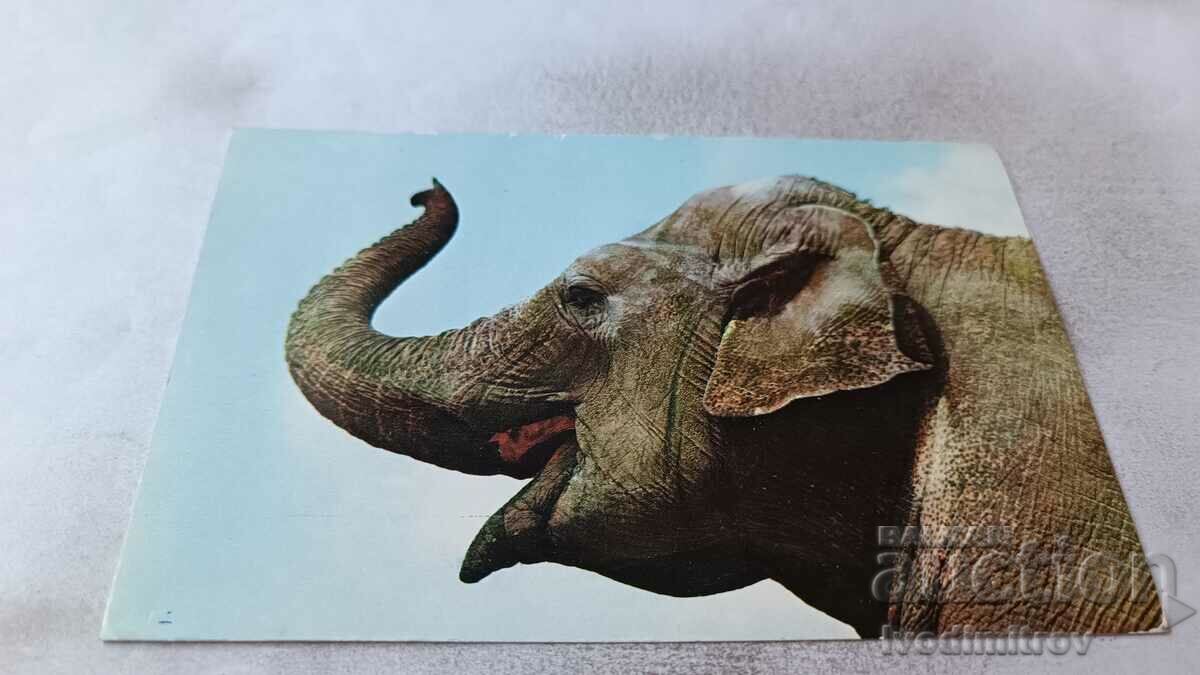 Пощенска картичка Азиатский слон 1976