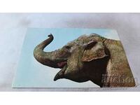 Καρτ ποστάλ ασιατικός ελέφαντας 1976