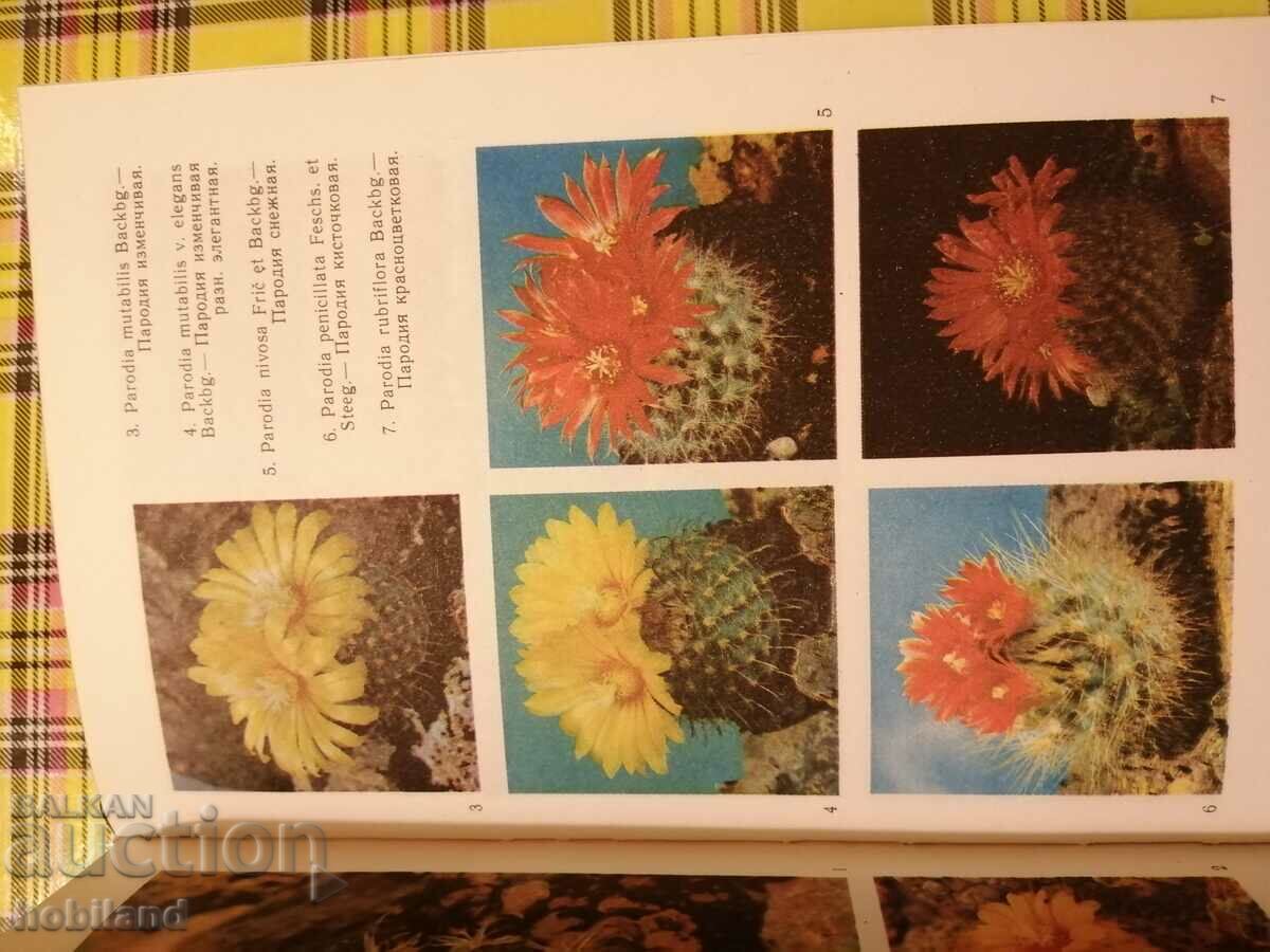 Cacti with price 6.00 BGN | € 3.07