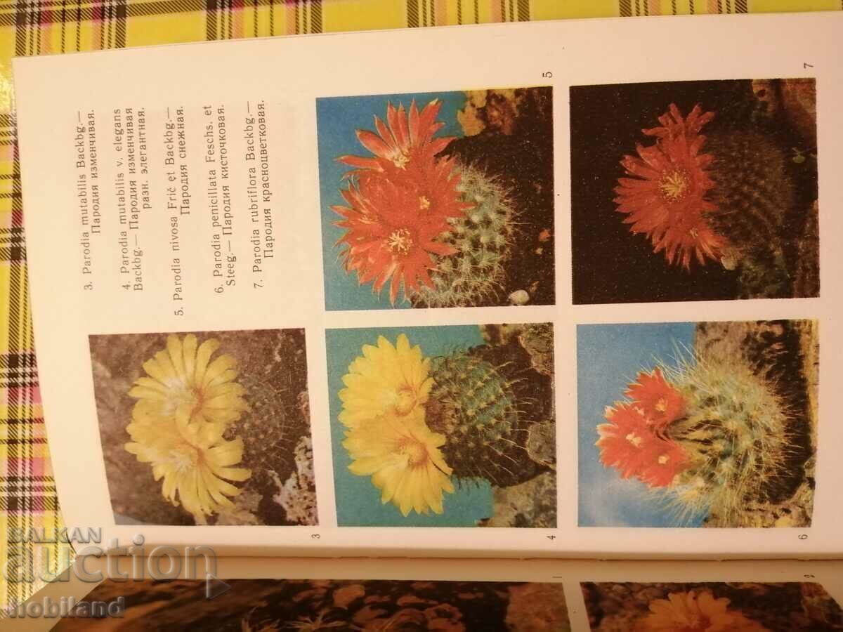 Cacti with price € 1.00 | 1.96 BGN Cacti with price € 1.00 | 1.96 BGN