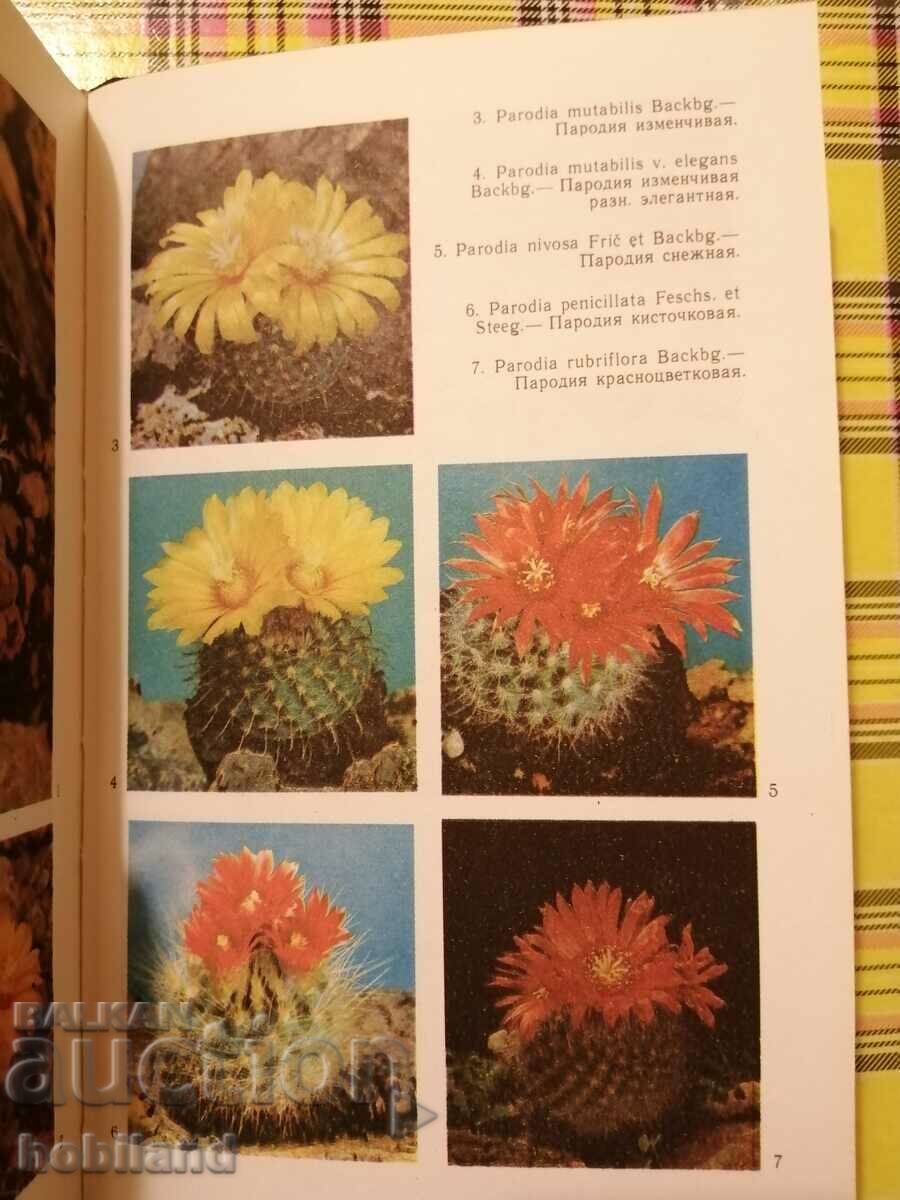 Auction  Cacti