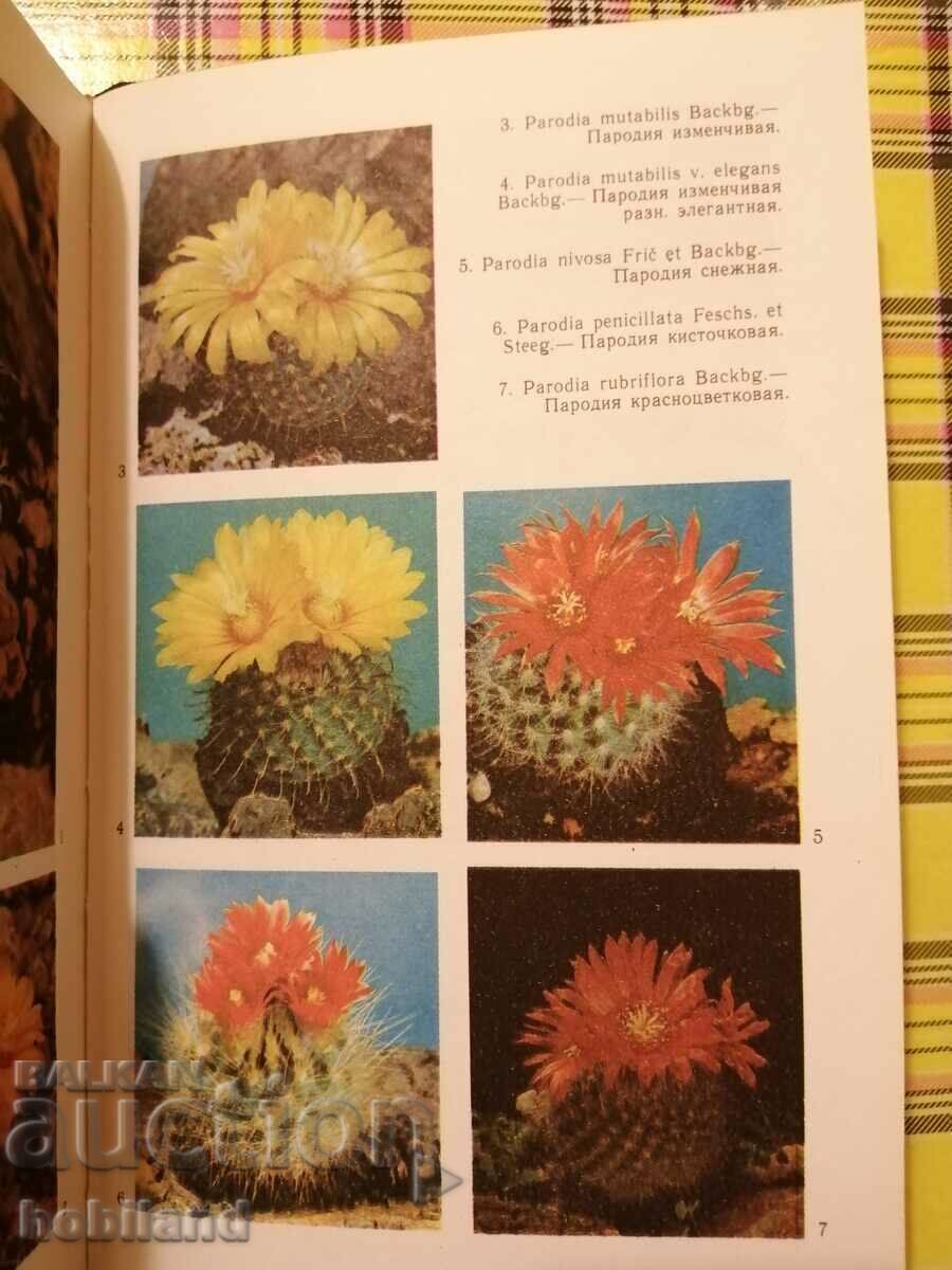 Auction Cacti Auction Cacti
