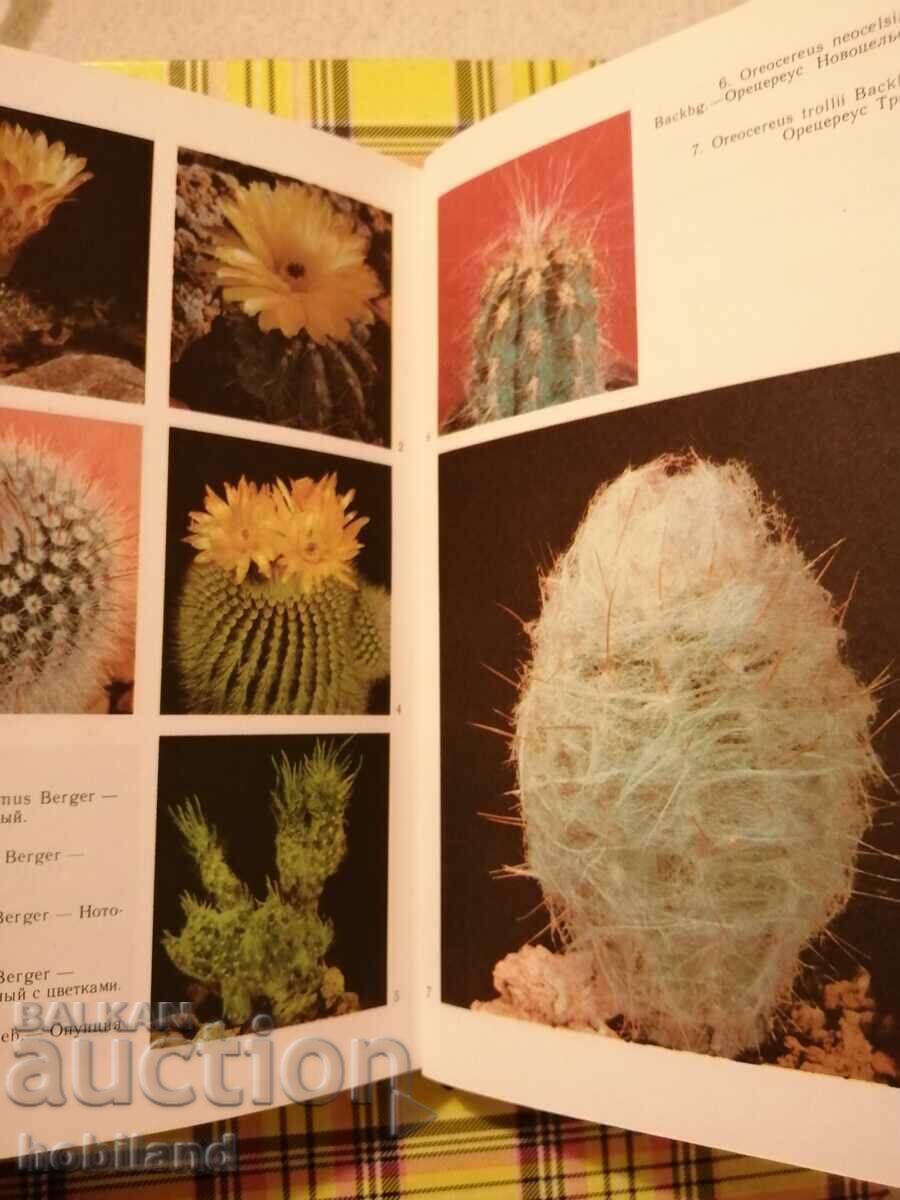 Delivery of Cacti Delivery of Cacti