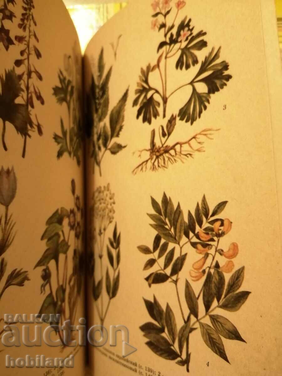 Auction Protected and endangered species Auction Protected and endangered species