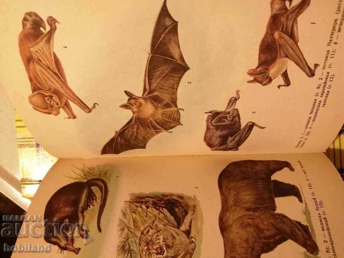 Προστατευόμενα και απειλούμενα είδη - 6