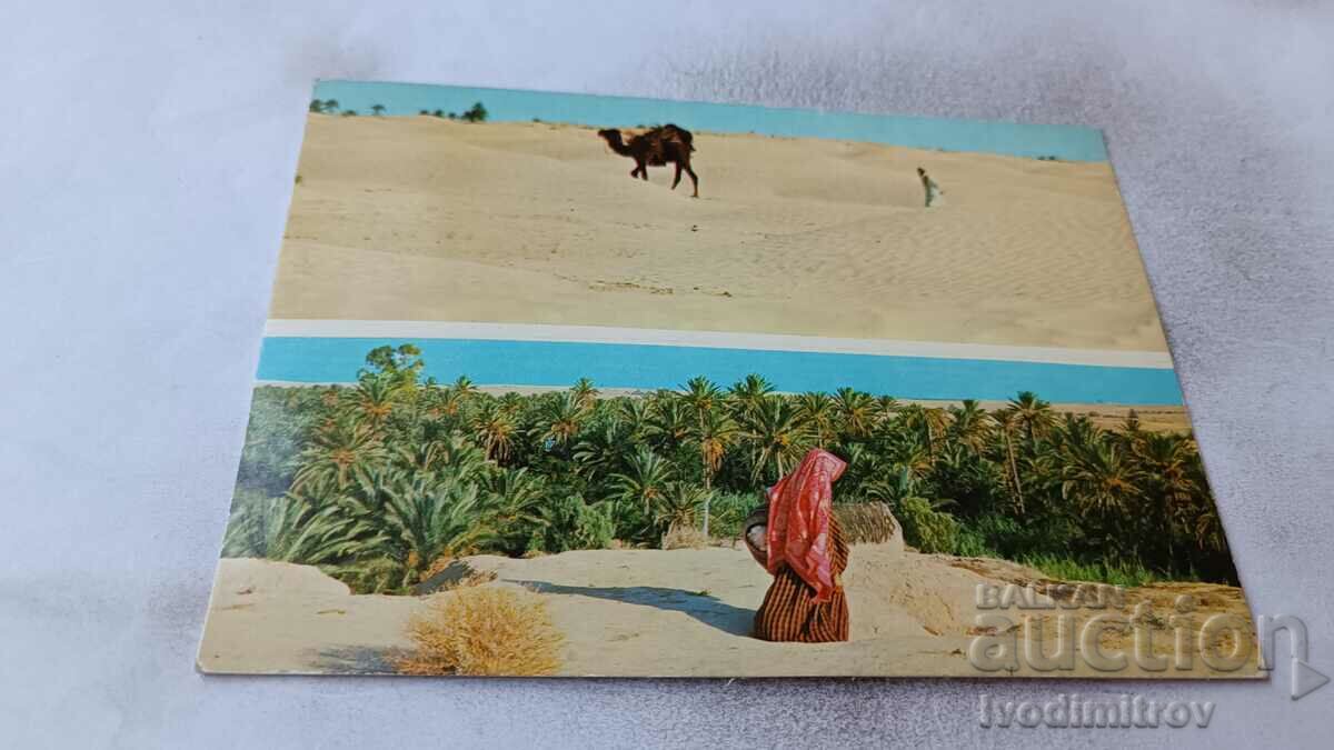 Postcard Tunisia The South