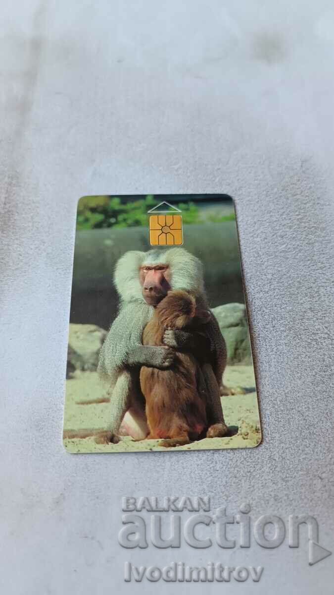Phonocard SPT TELECOM Monkeys with price 1.35 BGN | € 0.69 Phonocard SPT TELECOM Monkeys with price 1.35 BGN | € 0.69