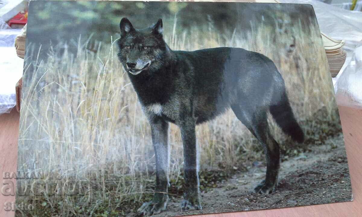 Картичка черен вълк