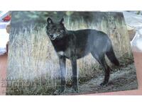 Black wolf card