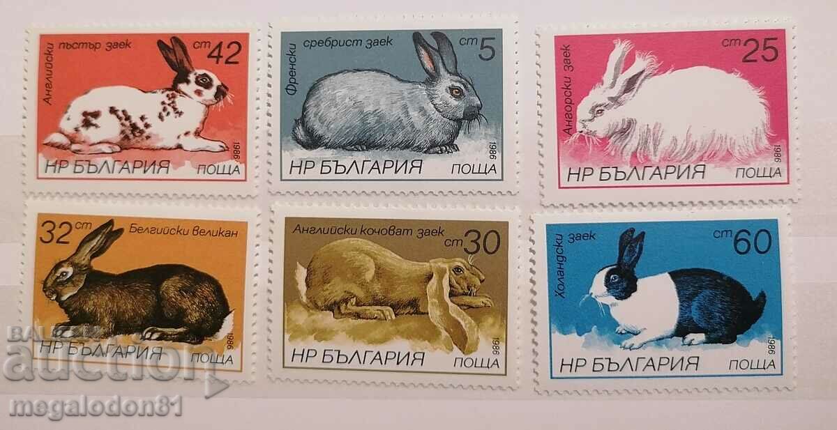 България - зайци