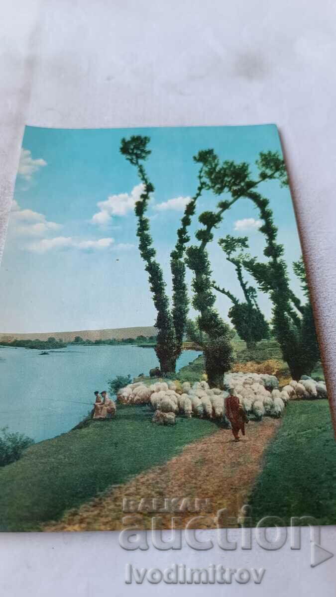 Пощенска картичка Михайловград Край река Огоста 1963