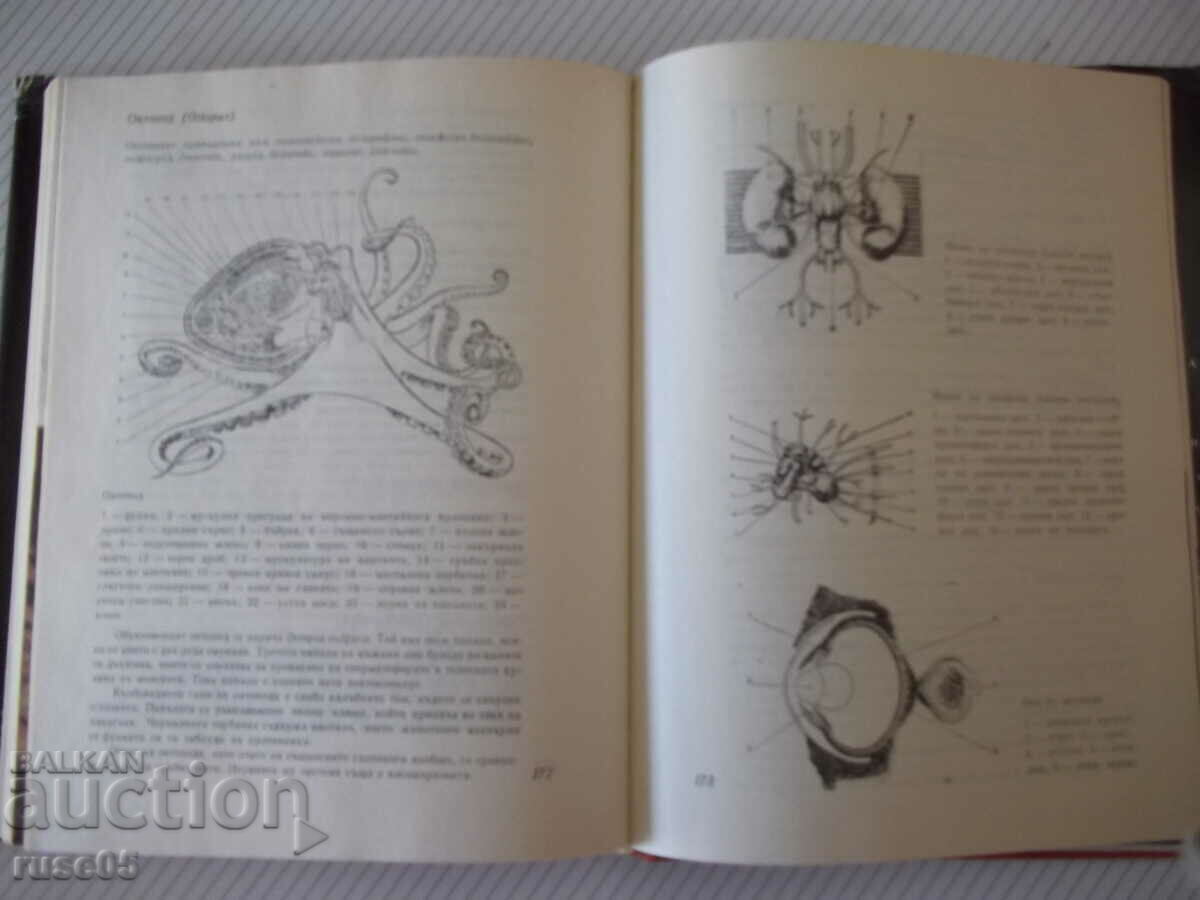 Book "The Octopuses - Jacques-Yves Cousteau / Philippe Diolet" - 200 pages. - 5 Book "The Octopuses - Jacques-Yves Cousteau / Philippe Diolet" - 200 pages. - 5