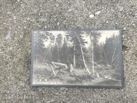 Καρτ ποστάλ Shilkin Rubka δάσος