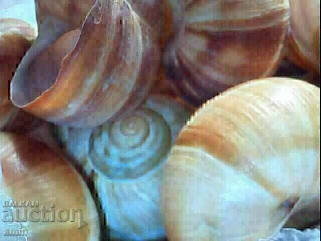 4 ματσάκια βελανίδια για διακόσμηση... 4 ματσάκια βελανίδια για διακόσμηση...