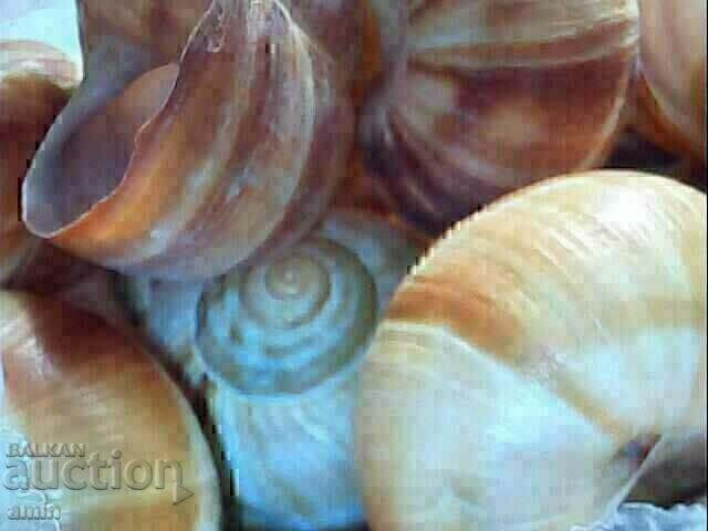 4 ματσάκια βελανίδια για διακόσμηση... 4 ματσάκια βελανίδια για διακόσμηση...