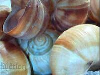 4 ciorchini de ghinde pentru decor...