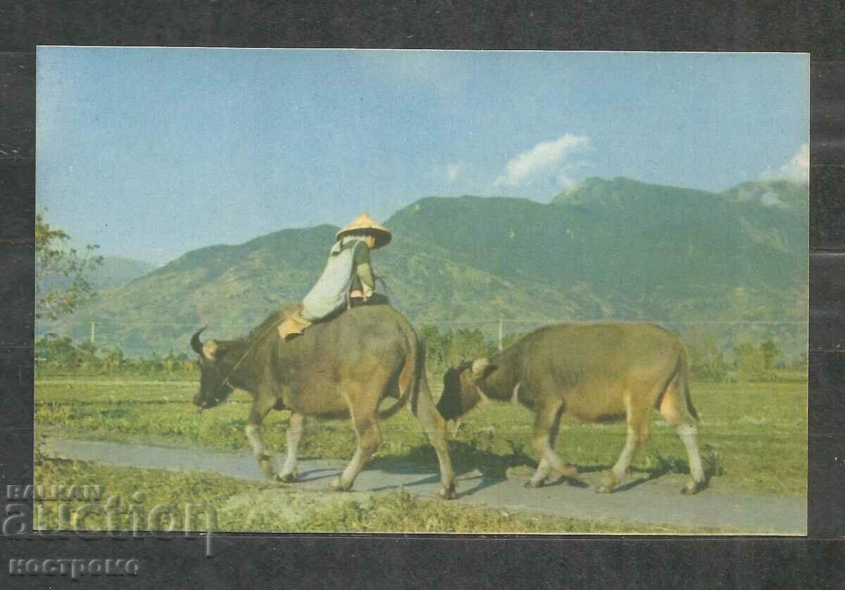 Παλιά ταχυδρομική κάρτα ΚΙΝΑ - ΤΑΪΒΑΝ - Φορμόζα - A 839