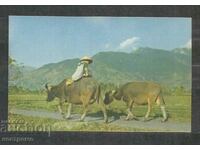 Carte poștală veche CHINA - TAIWAN - Formosa - A 839