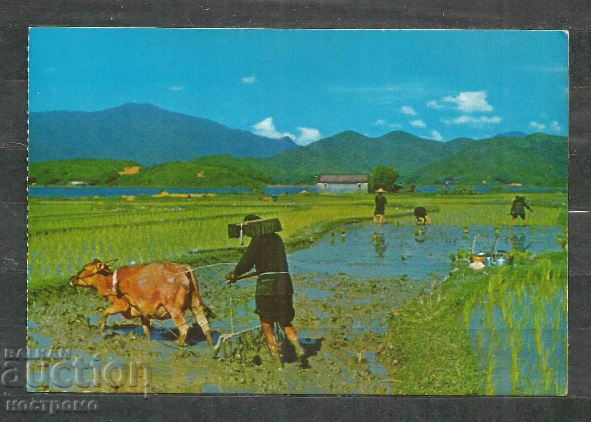 Παλιά ταχυδρομική κάρτα ΚΙΝΑ - Χονγκ Κονγκ - A 841