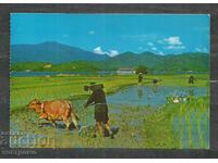 Old Post card CHINA - Hong Kong - A 841