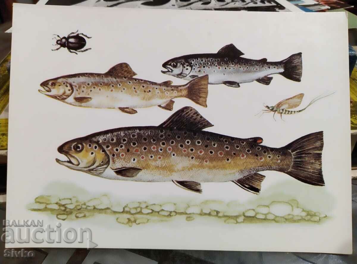 Картичка риби 1