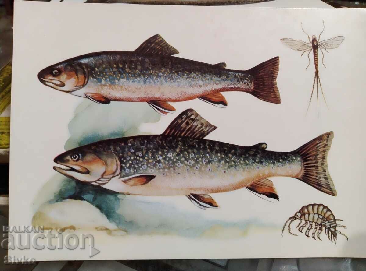 Картичка риби 2