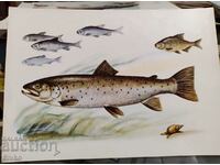 Картичка риби 3