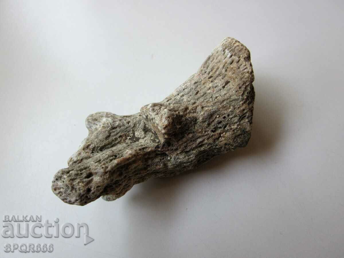 Delivery of A very beautiful fossil coral.